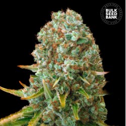 MOBY BIG · Bulk Seed Bank · graines de cannabis · Fem