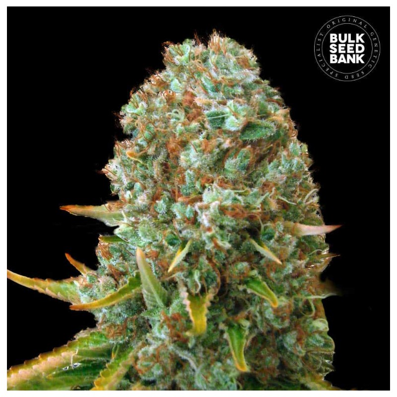 MOBY BIG · Bulk Seed Bank · cannabis samen · Fem