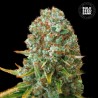 MOBY BIG · Bulk Seed Bank · cannabis samen · Fem