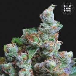 NBA DIESEL · Bulk Seed Bank · cannabis samen · Fem