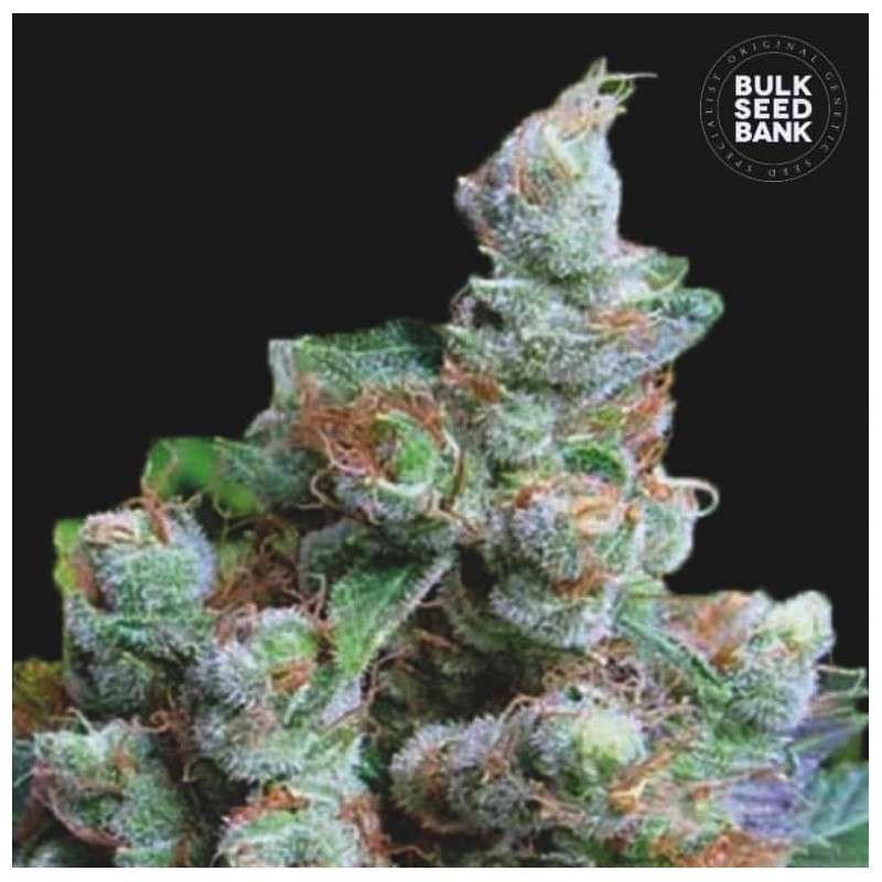 NBA DIESEL · Bulk Seed Bank · kenevir tohum · Fem