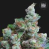NBA DIESEL · Bulk Seed Bank · cannabis samen · Fem