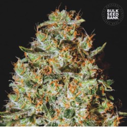 NEPAL GOLD · Bulk Seed Bank · sementes de maconha · Fem