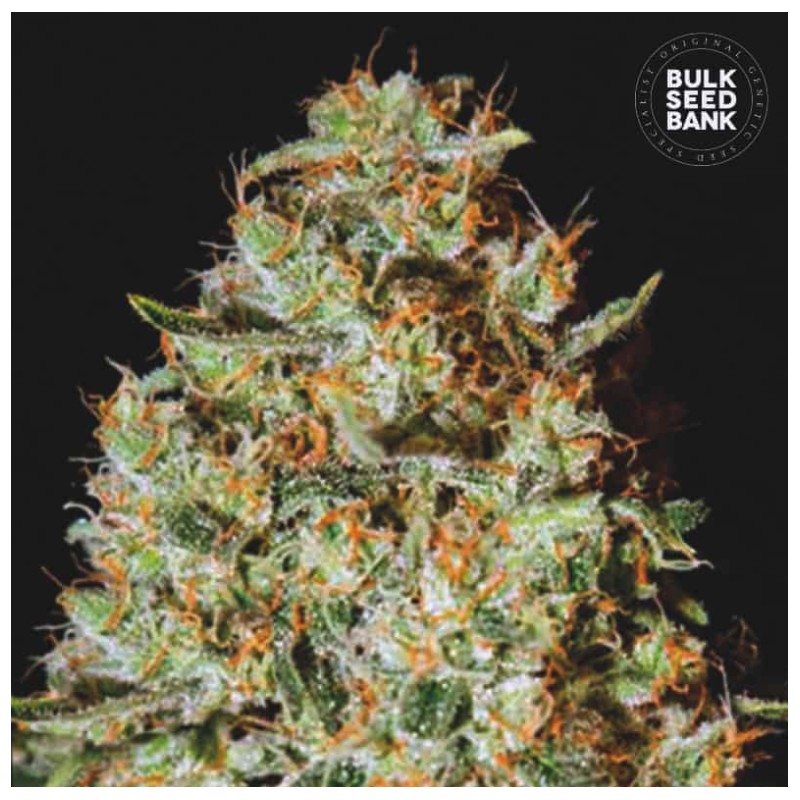 NEPAL GOLD · Bulk Seed Bank · cannabis seeds · Fem