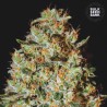 NEPAL GOLD · Bulk Seed Bank · sementes de maconha · Fem