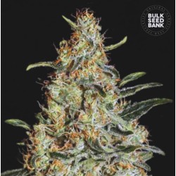 NEW'S HAZE · Bulk Seed Bank · graines de cannabis · Fem