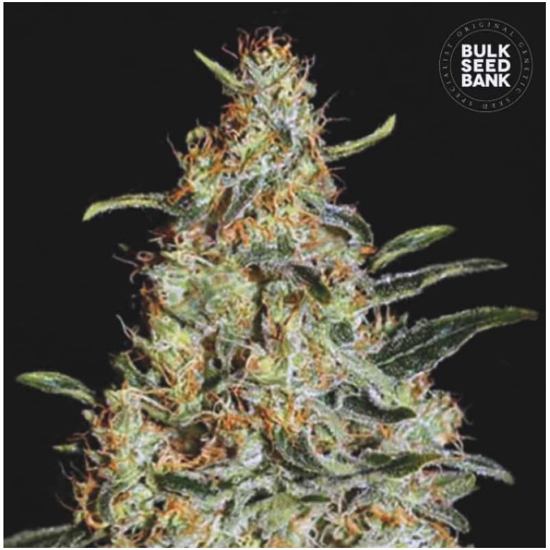 NEW'S HAZE · Bulk Seed Bank · sementes de maconha · Fem