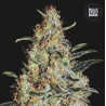 NEW'S HAZE · Bulk Seed Bank · cannabis samen · Fem