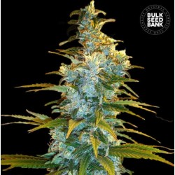 NORTHERN LIGHT · Bulk Seed Bank · cannabis samen · Fem