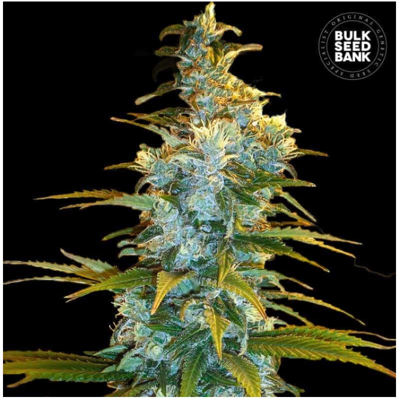 NORTHERN LIGHT · Bulk Seed Bank · graines de cannabis · Fem