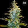 NORTHERN LIGHT · Bulk Seed Bank · graines de cannabis · Fem