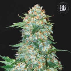 OG KUSH · Bulk Seed Bank · cannabis seeds · Fem