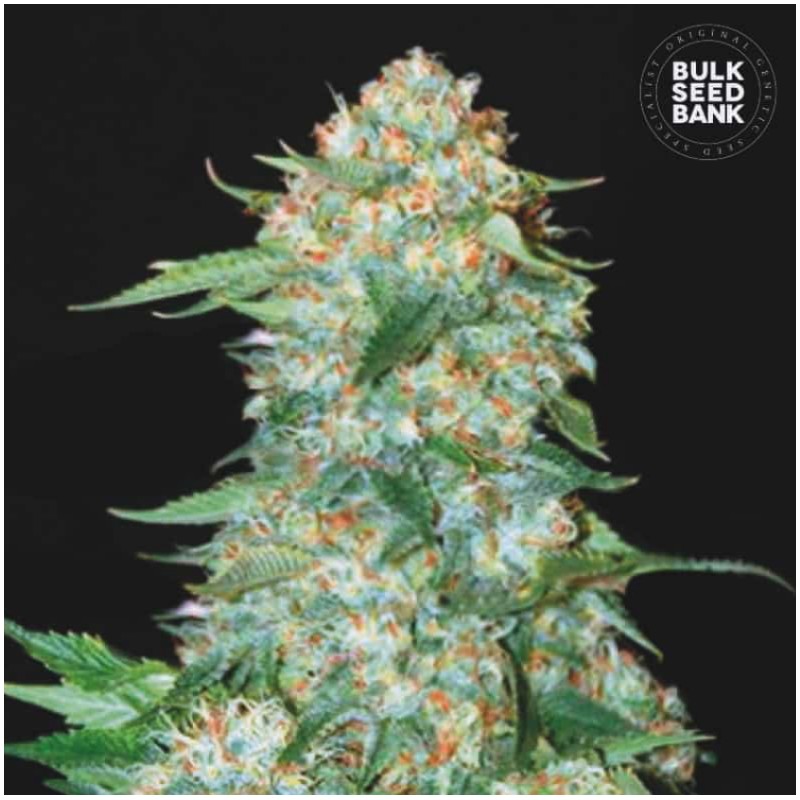 OG KUSH · Bulk Seed Bank · kenevir tohum · Fem