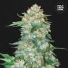 OG KUSH · Bulk Seed Bank · cannabis seeds · Fem