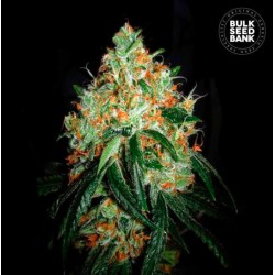 ORIGINAL ORANGE BUD · Bulk...