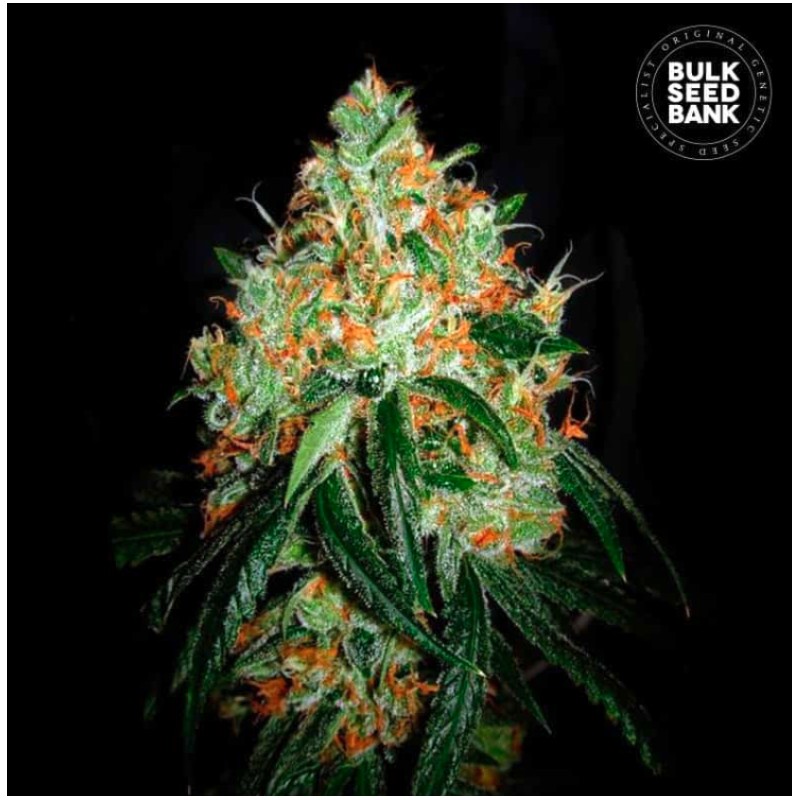 ORIGINAL ORANGE BUD · Bulk Seed Bank · sementes de maconha · Fem