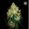 ORIGINAL ORANGE BUD · Bulk Seed Bank · cannabis seeds · Fem