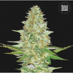 PERFECT POWER PLANT · Bulk Seed Bank · sementes de maconha · Fem