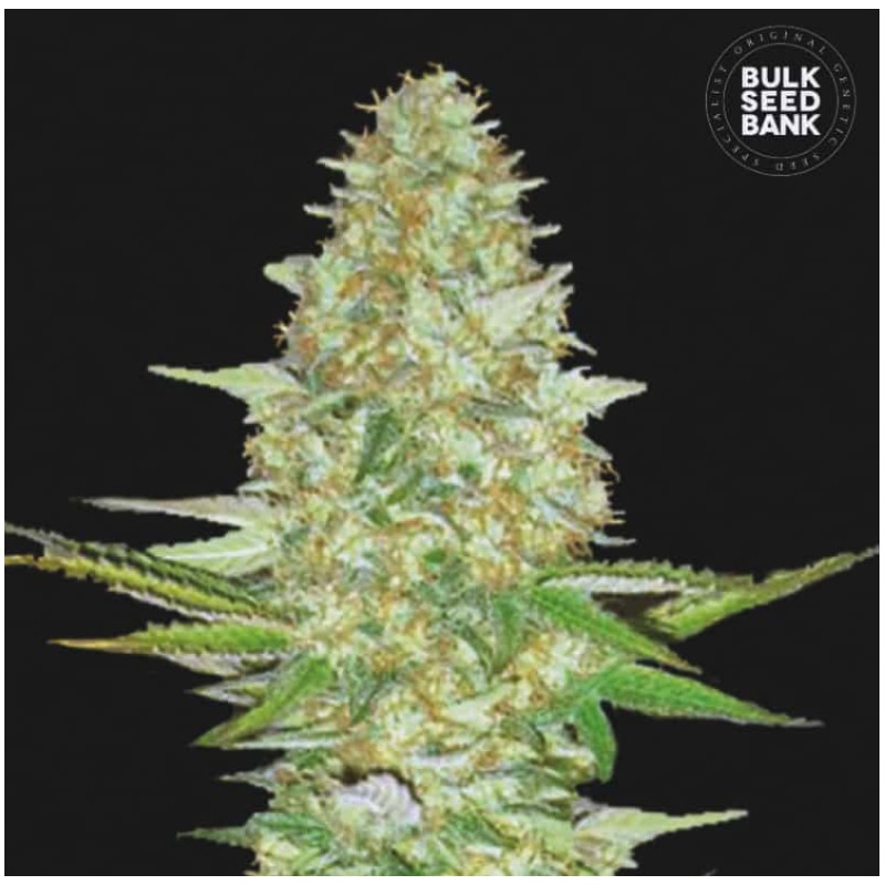 PERFECT POWER PLANT · Bulk Seed Bank · cannabis samen · Fem