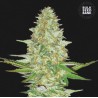PERFECT POWER PLANT · Bulk Seed Bank · graines de cannabis · Fem