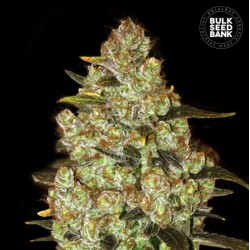 PSYCHEDELIC · Bulk Seed Bank · graines de cannabis · Fem