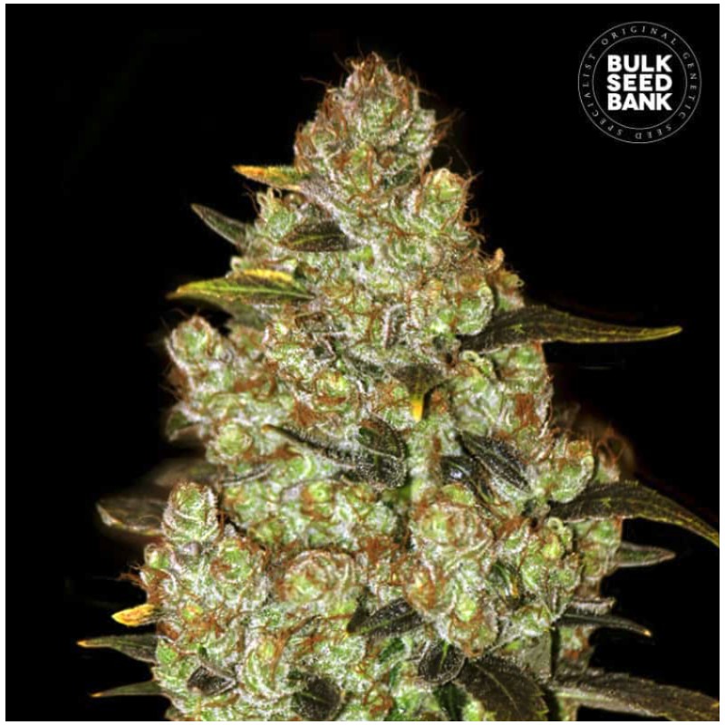 PSYCHEDELIC · Bulk Seed Bank · cannabis samen · Fem