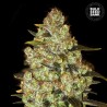 PSYCHEDELIC · Bulk Seed Bank · cannabis samen · Fem