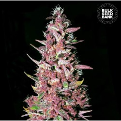 PURPLE GLAM KUSH · Bulk Seed Bank · cannabis seeds · Fem