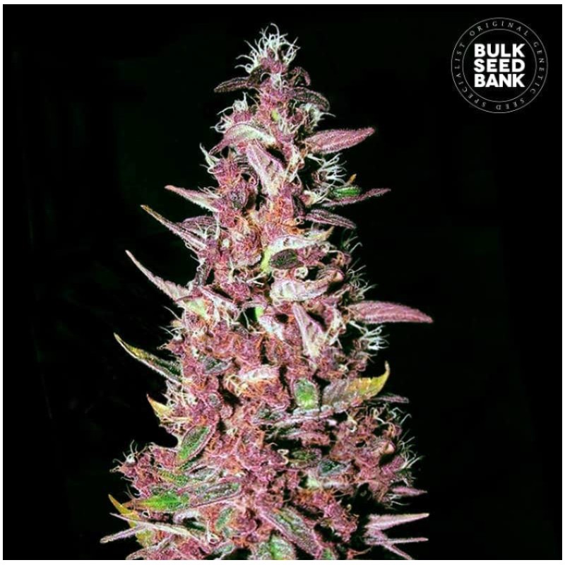 PURPLE GLAM KUSH · Bulk Seed Bank · graines de cannabis · Fem
