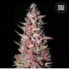 PURPLE GLAM KUSH · Bulk Seed Bank · cannabis samen · Fem