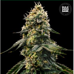 RUNTZ GLUNTZ · Bulk Seed Bank · sementes de maconha · Fem