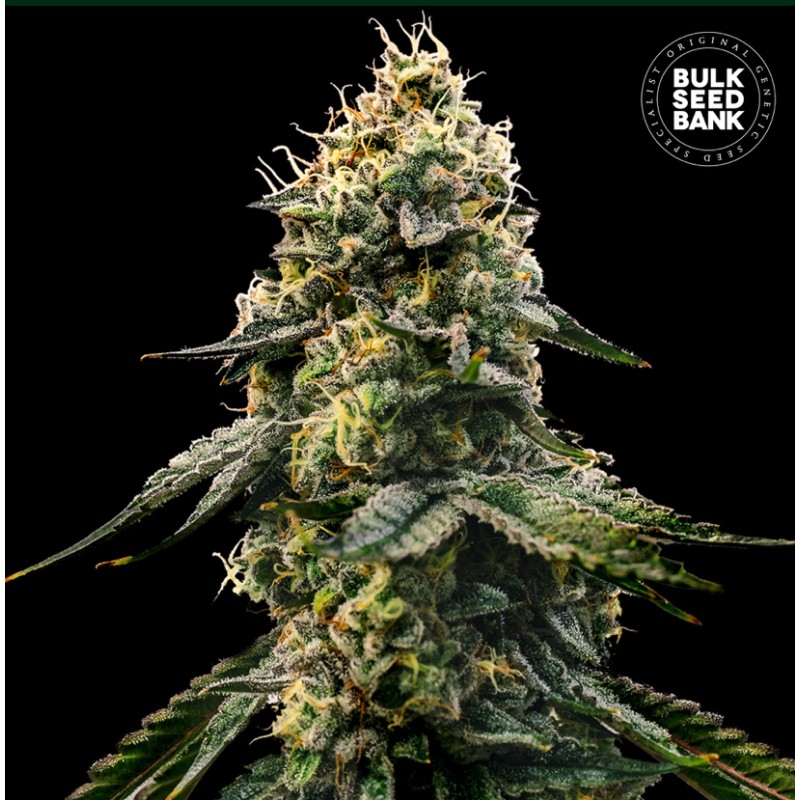 RUNTZ GLUNTZ · Bulk Seed Bank · cannabis seeds · Fem