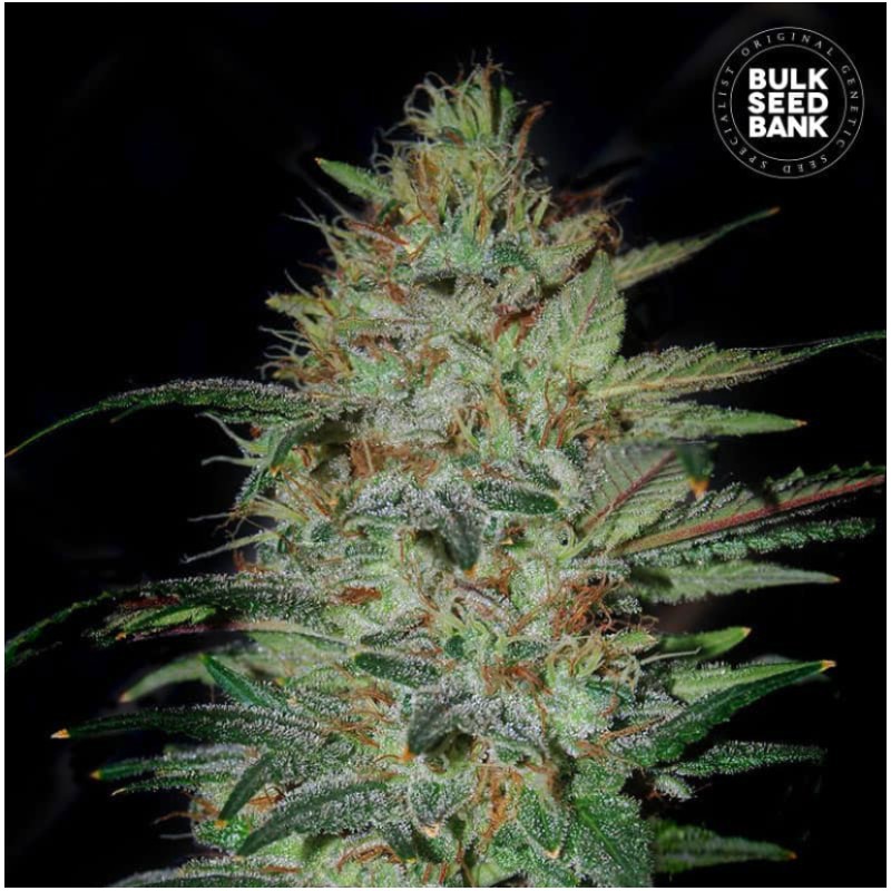 SENSIBLE STAR · Bulk Seed Bank · graines de cannabis · Fem