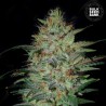 SENSIBLE STAR · Bulk Seed Bank · sementes de maconha · Fem