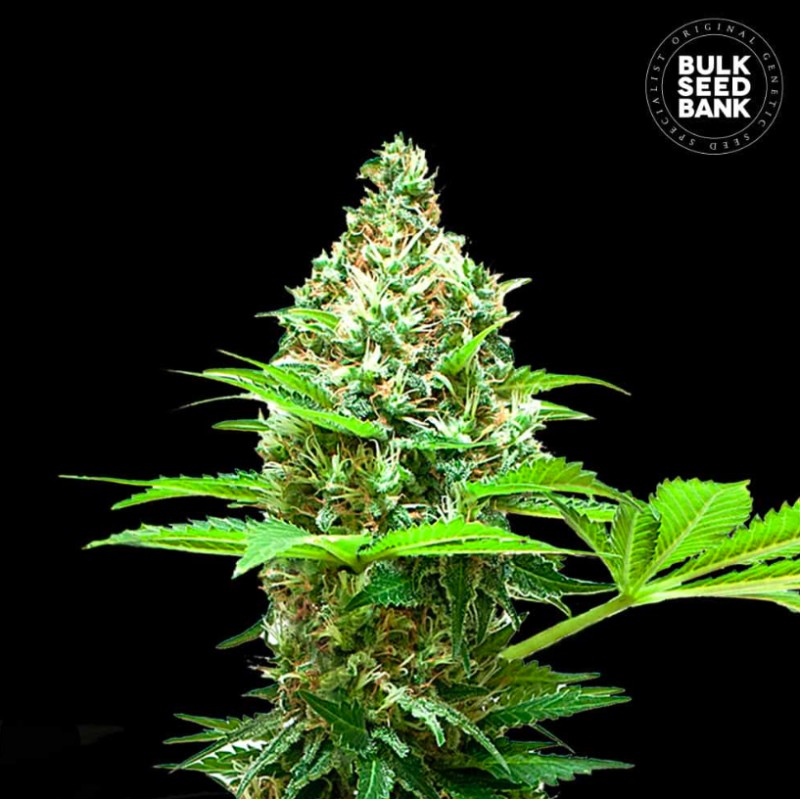 SHERBET POWER · Bulk Seed Bank · graines de cannabis · Fem