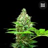 SHERBET POWER · Bulk Seed Bank · kenevir tohum · Fem