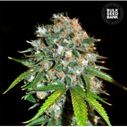 SKUNK 99 · Bulk Seed Bank · sementes de maconha · Fem
