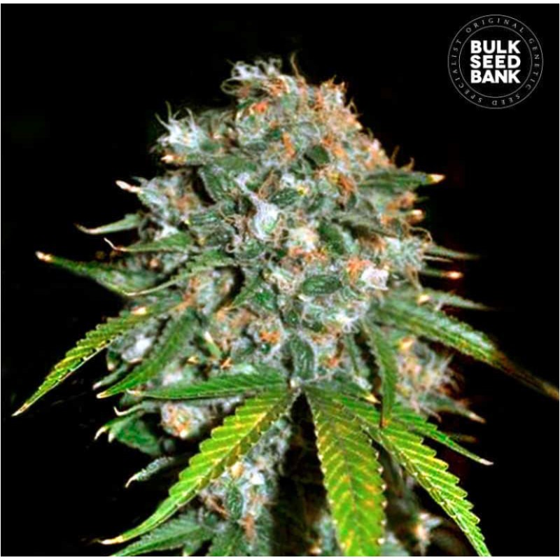 SKUNK 99 · Bulk Seed Bank · graines de cannabis · Fem