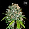 SKUNK 99 · Bulk Seed Bank · graines de cannabis · Fem