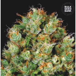 SOUR DIESEL · Bulk Seed Bank · kenevir tohum · Fem