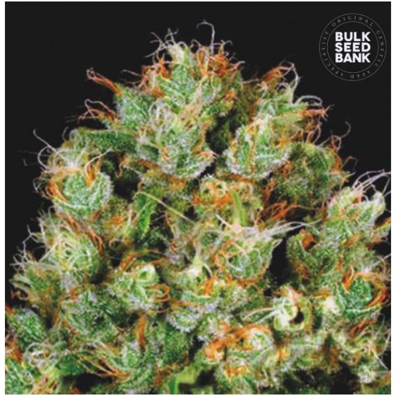 SOUR DIESEL · Bulk Seed Bank · kenevir tohum · Fem