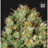 SOUR DIESEL · Bulk Seed Bank · cannabis samen · Fem
