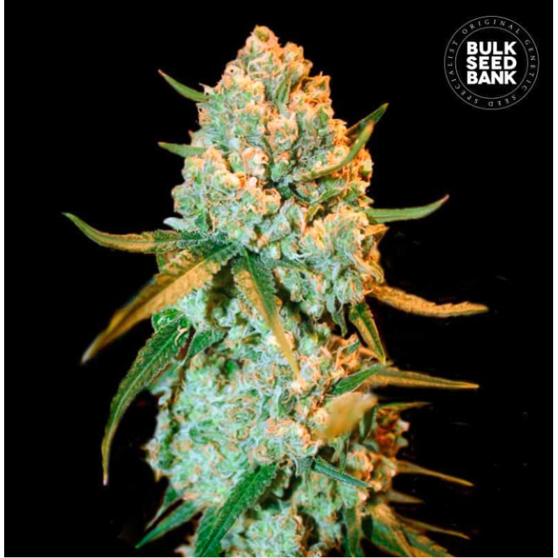 SPECIAL CRYSTAL HAZE · Bulk Seed Bank · cannabis samen · Fem