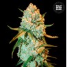 SPECIAL CRYSTAL HAZE · Bulk Seed Bank · cannabis seeds · Fem