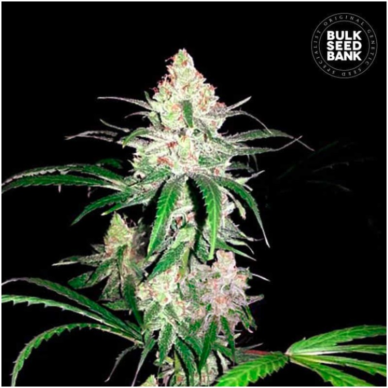 SPECIAL LIME HAZE · Bulk Seed Bank · cannabis seeds · Fem