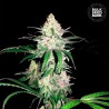 SPECIAL LIME HAZE · Bulk Seed Bank · cannabis samen · Fem
