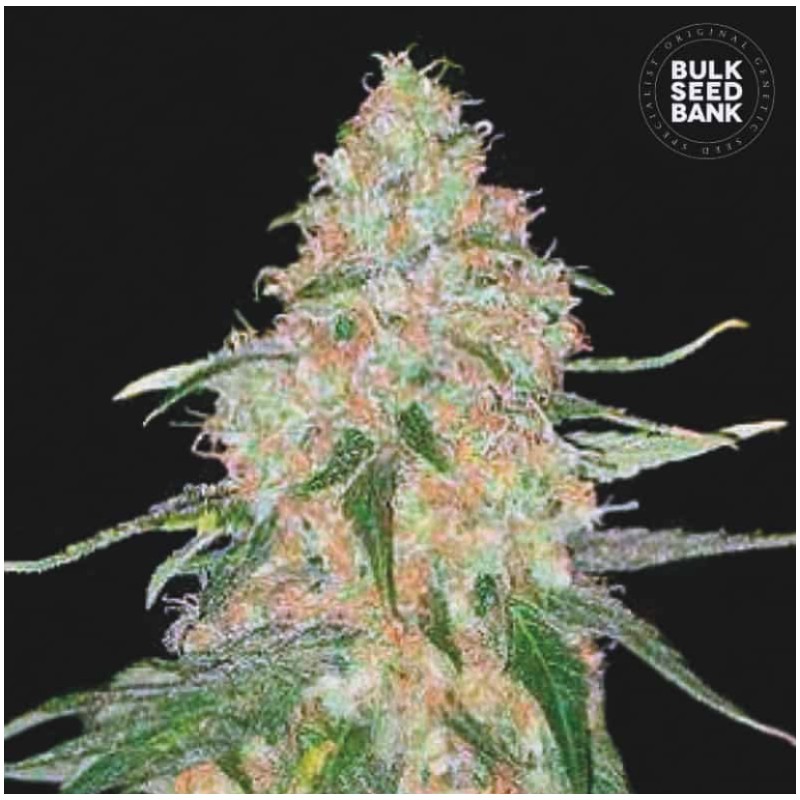 SPECIAL SKUNK · Bulk Seed Bank · sementes de maconha · Fem