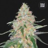 SPECIAL SKUNK · Bulk Seed Bank · cannabis samen · Fem