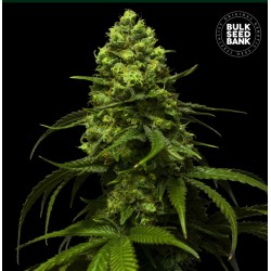 STRAWBERRY FERRY · Bulk Seed Bank · graines de cannabis · Fem