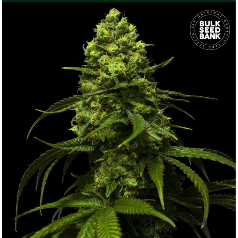 STRAWBERRY FERRY · Bulk Seed Bank · cannabis seeds · Fem